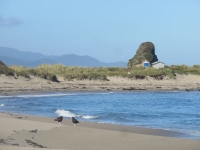 oiseaux et plage deserte sur chiloe