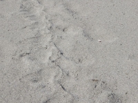 trace dans le sable d'une otarie