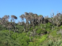 forêt dense de Chiloe