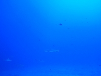 plongee fakarava requins