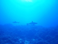 plongee fakarava requins
