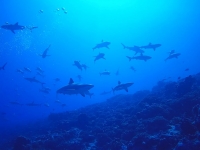 mur de requins, passe sur fakarava, Tamakohua