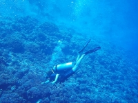 plongeur fakarava requins