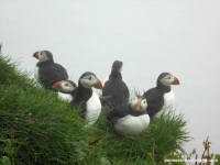 5-colonie-macareux-puffins-mykines (1)