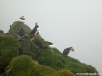 5-colonie-macareux-puffins-mykines (3)
