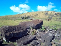 cote ouest ile de paques moai et chevaux