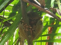 tarsier bohol