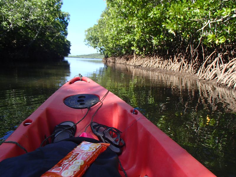 kayak dans la mangrove de conception