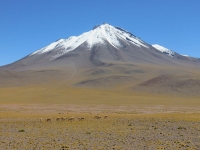 guanaco devant un volcan