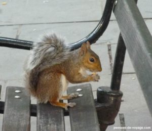 Ecureuil sur un banc New York