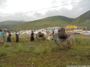 yak festival yushu 2017