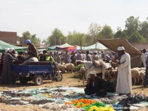 Le grand marché aux chameaux d'Assouan
