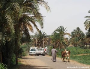 la route du marché au chameaux
