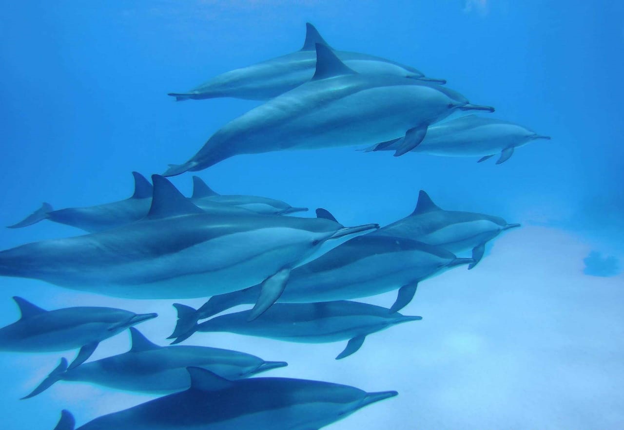 Les dauphins nagent en famille en egypte