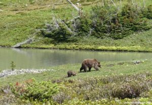 Un grizzli et son ourson au bord d'un lac, observés en randonnée, et un ours brun en bord de route