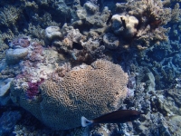 iles cook aitutaki coraux