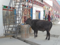 dzogchen-yak-dans-la-ville