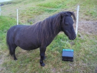 Kaldbak chevaux (1)