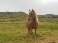 Kaldbak chevaux (2)