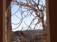 kharanaq arbre et fenetre