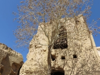 adobe arbre et maison en ruine