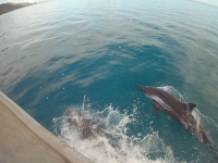 dauphins moorea plongee