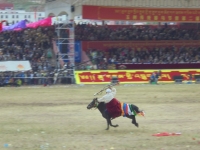 cheval-au-galop-yushu-2017 (4)