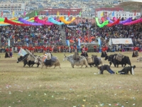 yaks-ceremonie-ouverture-2017-yushu
