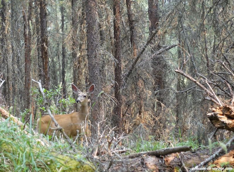 Biche, espèces du cerf mulet, dans la forêt de Jasper