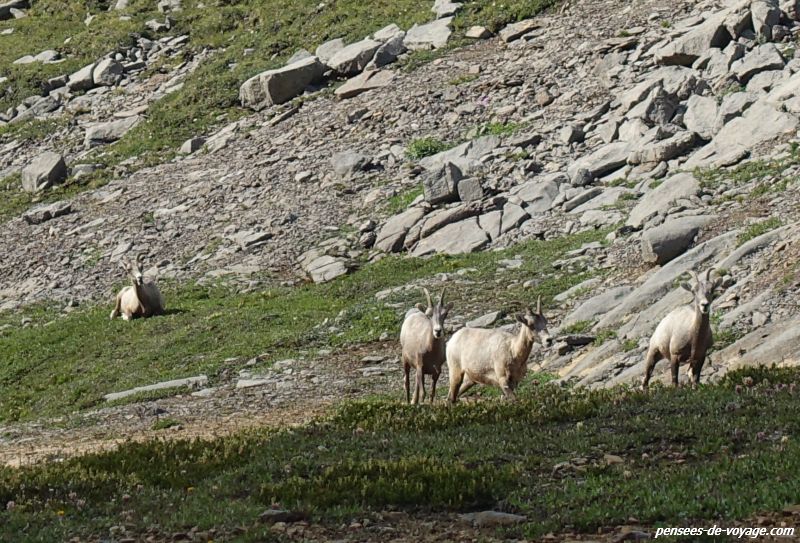 Femelle des mouflons d'amérique, Bighorn Sheep, dans la montagne canadienne
