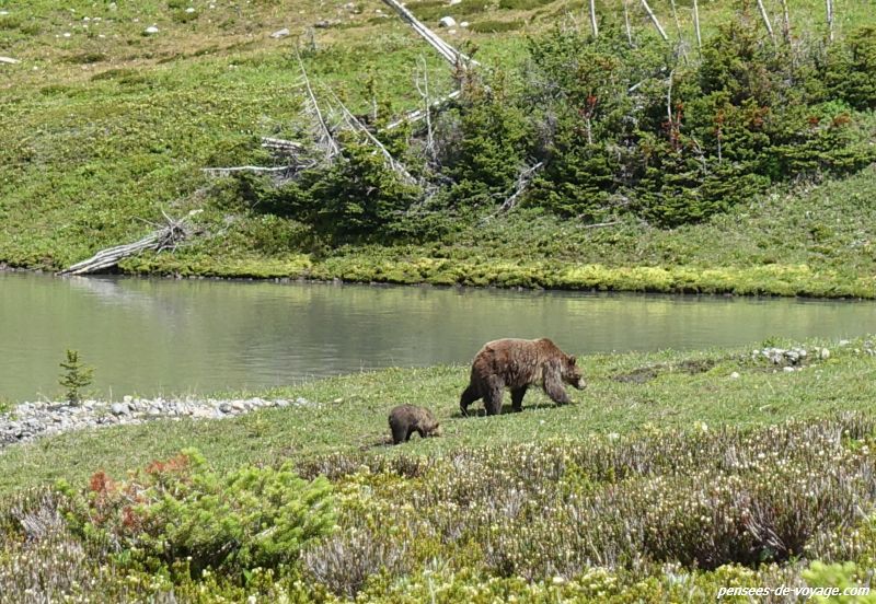 Un grizzli et son ourson au bord d'un lac, observés en randonnée