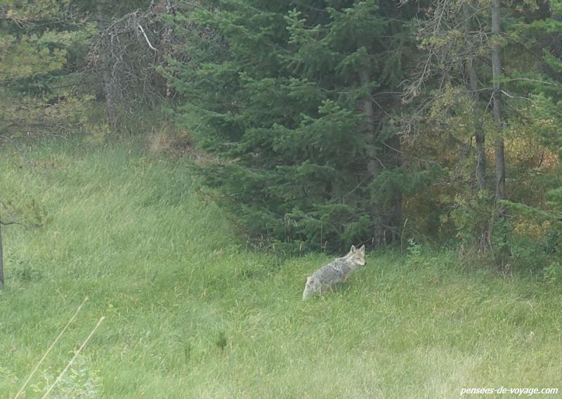 Un coyote vient de traverser la route à Jasper