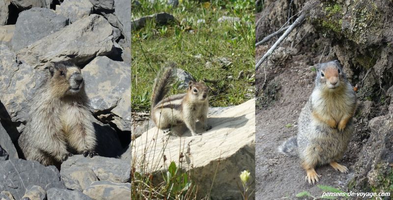 Marmottes, tamia et écureuil terrestre